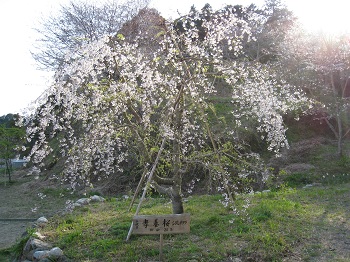 慶寿寺（枝垂桜）