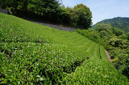茶畑・高草山