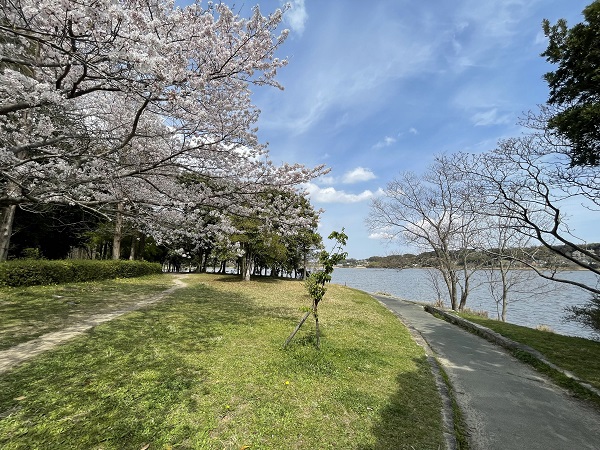 佐鳴湖と桜