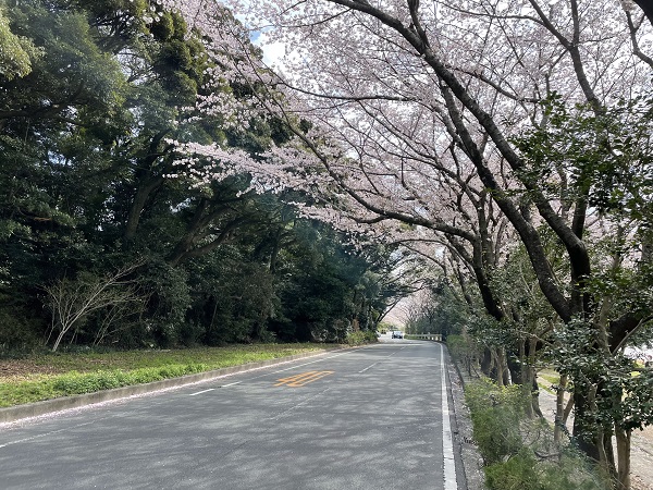 佐鳴湖の桜並木