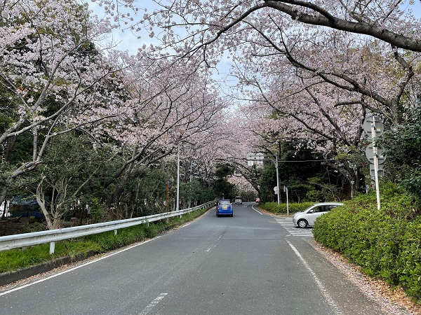 佐鳴湖の桜並木