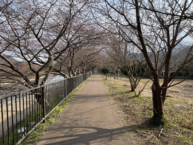 桜のトンネル（河津桜）