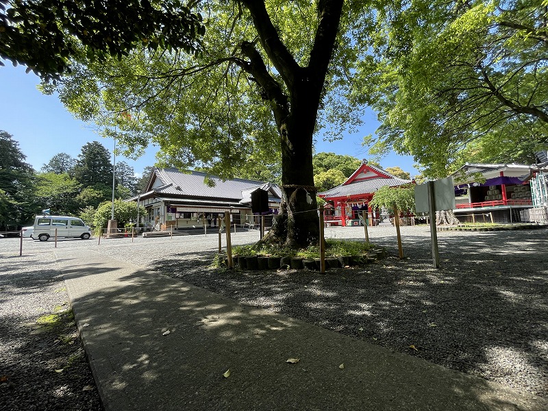 御神木（米之宮浅間神社）