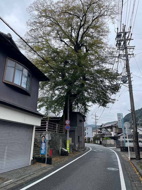 丸子下宿の大木