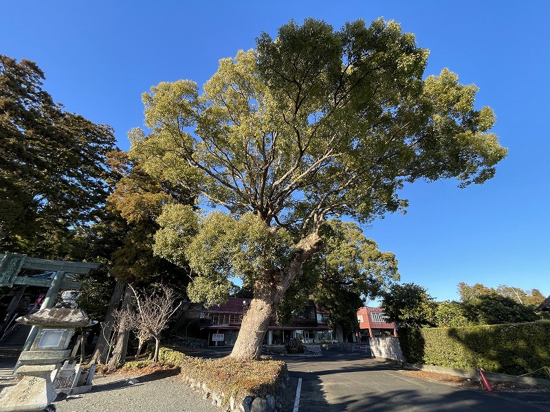 大木（大頭龍神社）