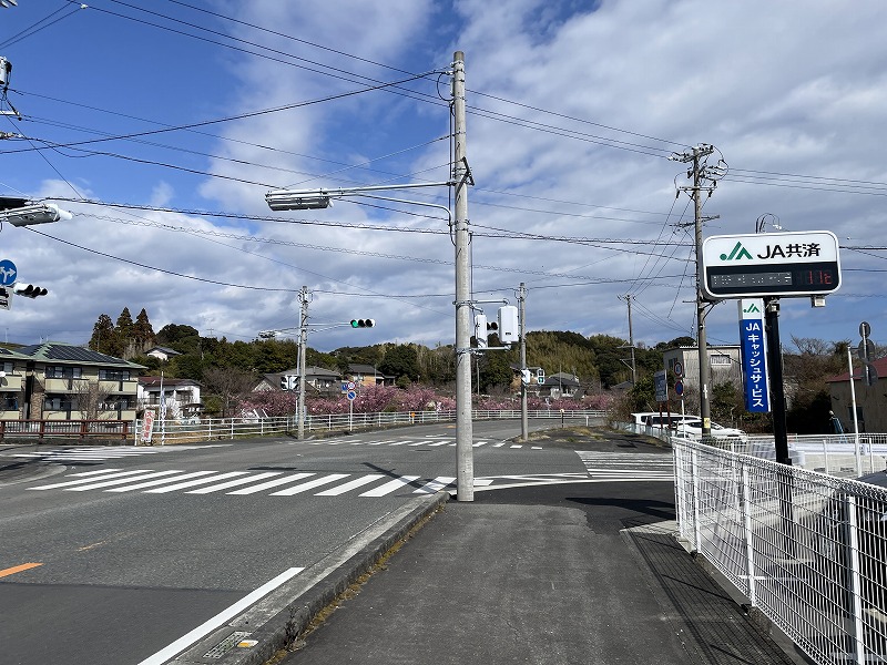 ＪＡハイナン坂部柑橘選果場の駐車場前（坂口谷川の河津桜）
