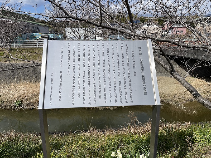 記念樹の看板（坂口谷川の河津桜）