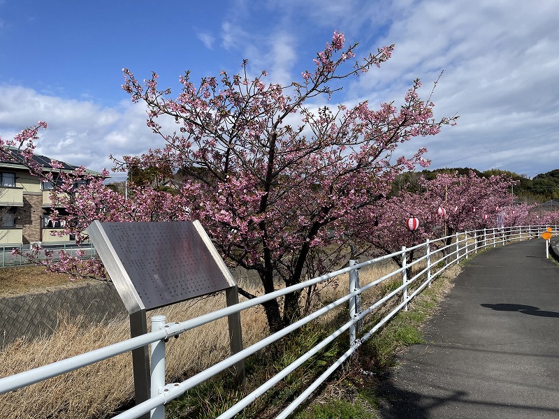 河津桜（坂口谷川の河津桜）
