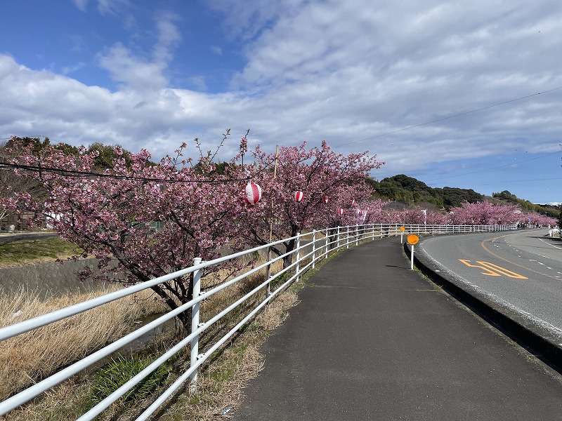 河津桜（坂口谷川の河津桜）