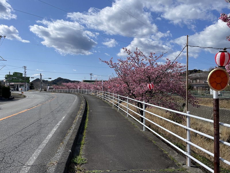 河津桜（坂口谷川の河津桜）
