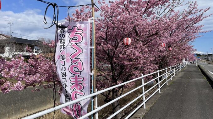 makinohara-saguchiyagawa-kawazusakura06 坂口谷川の河津桜