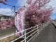 坂口谷川の河津桜