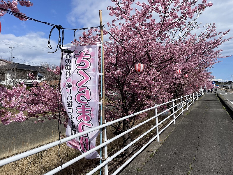 河津桜と旗（坂口谷川の河津桜）