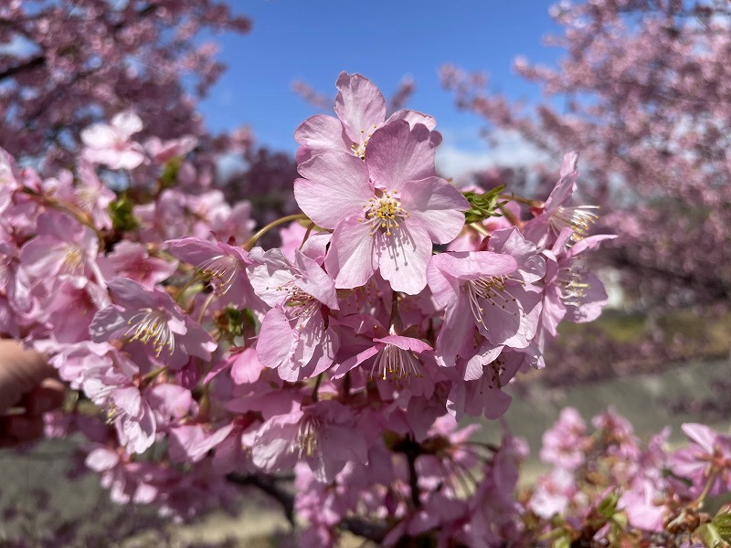 桜の近影（坂口谷川の河津桜）