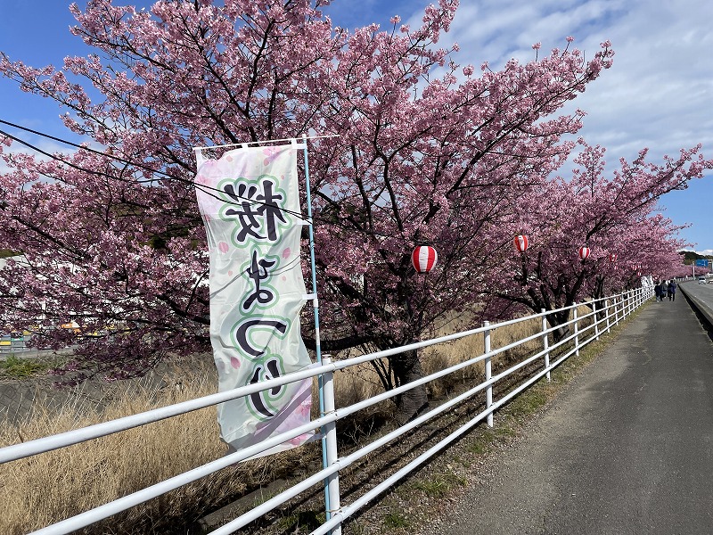 河津桜と旗（坂口谷川の河津桜）