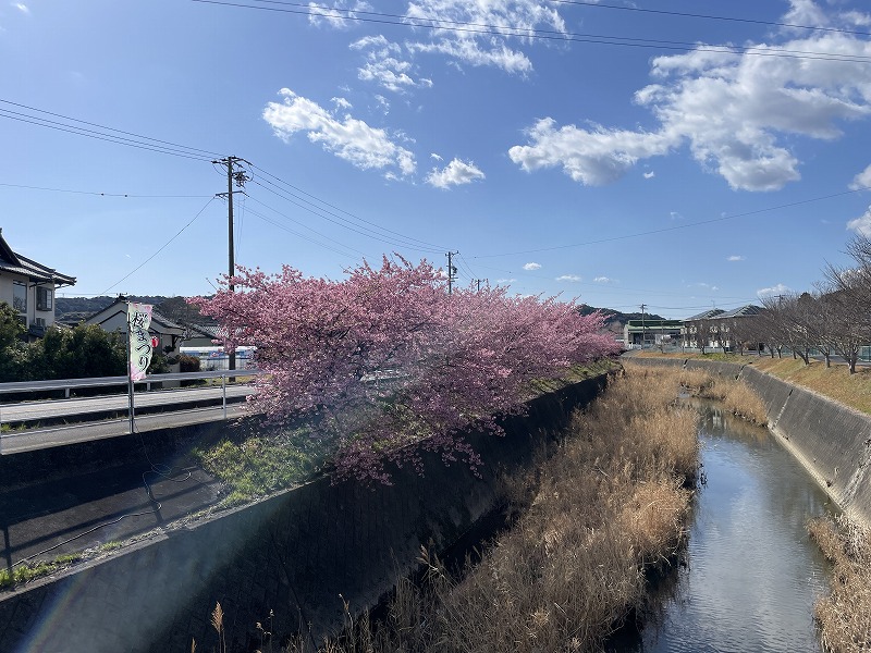 坂口谷川と桜（坂口谷川の河津桜）