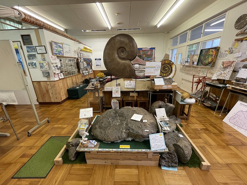 館内展示 アンモナイト(ふじのくに地球環境史ミュージアム)