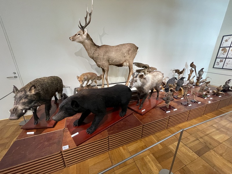 館内展示 剥製(ふじのくに地球環境史ミュージアム)