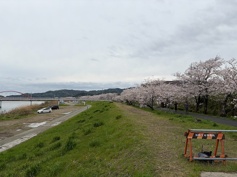 都田川堤防の桜並木（堤防の桜）