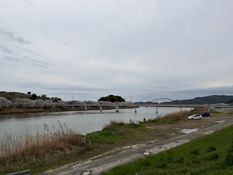 都田川堤防の桜並木（みをつくし橋）