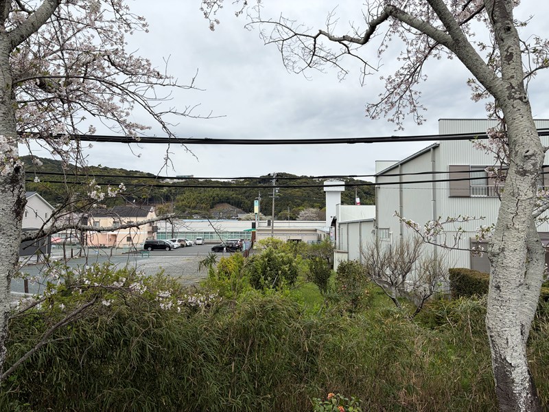 都田川堤防の桜並木（浜名湖観音を望む）