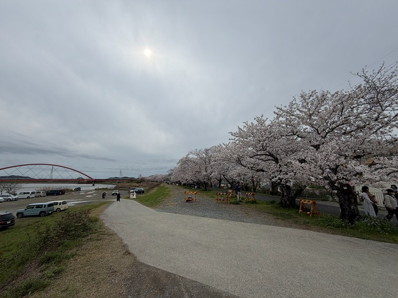 都田川堤防の桜並木（桜並木）