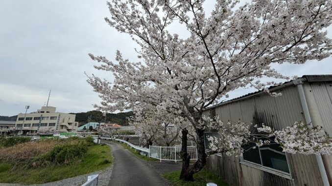 都田川堤防の桜並木
