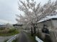 都田川堤防の桜並木