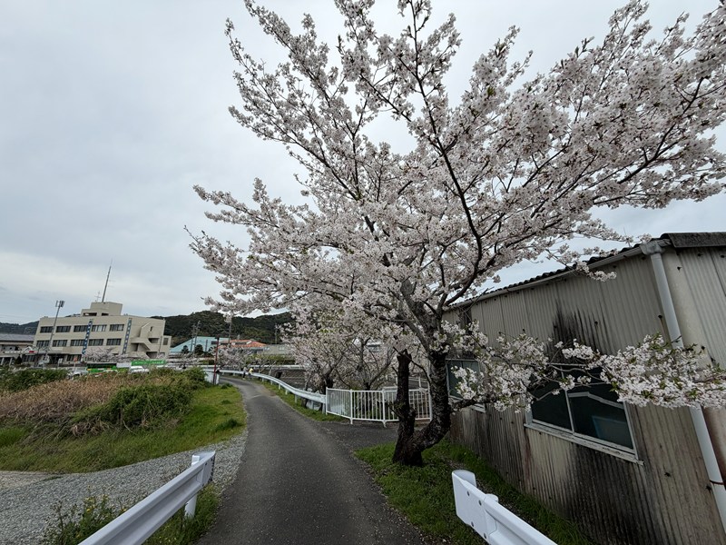 都田川堤防の桜並木（気賀関所方面の桜）