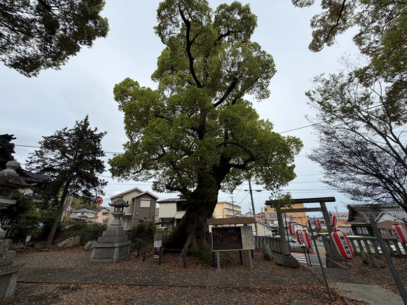 細江神社（クスノキの大樹）