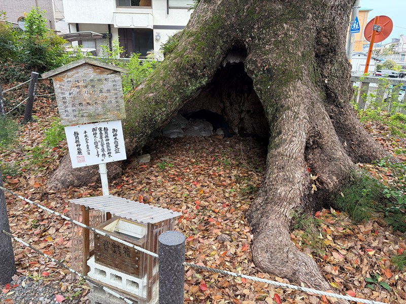 細江神社（御神木の根本）